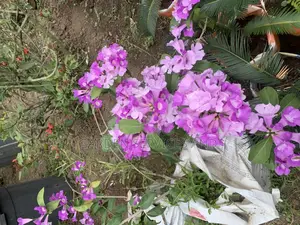 Anti Snake Flower for Sale