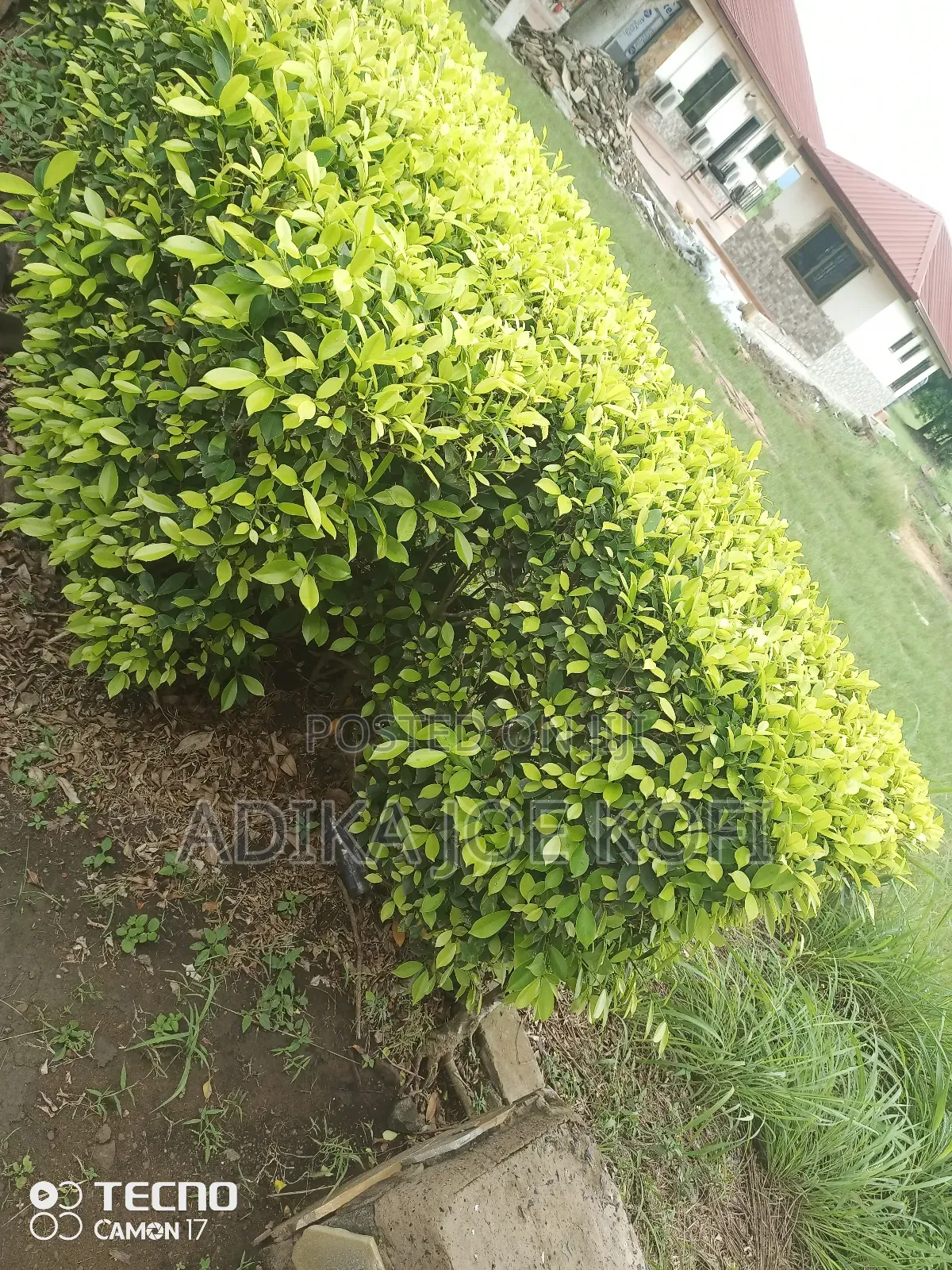 Joefel Tilling and Landscaping With Gardening