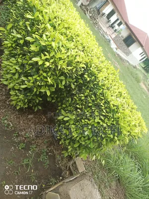 Joefel Tilling and Landscaping With Gardening