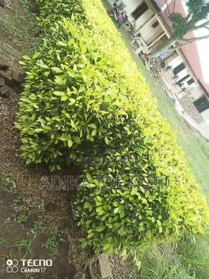 Joefel Tilling and Landscaping With Gardening