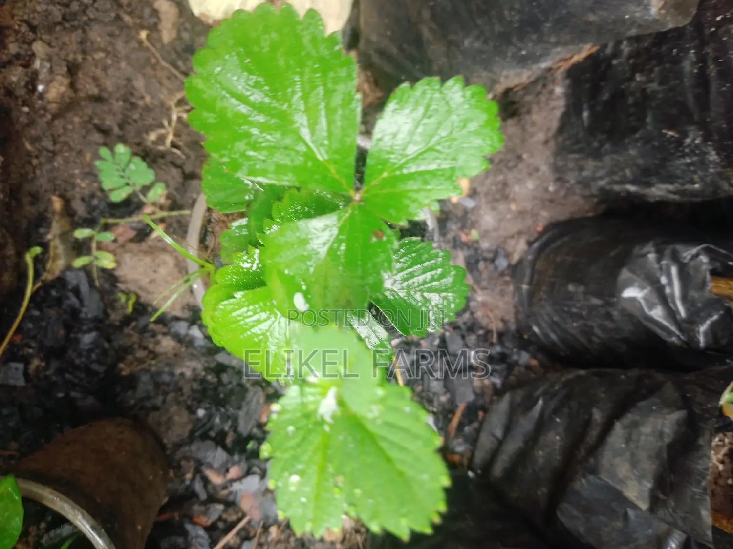 Exotic Grapes and Strawberries Seedlings for Sale