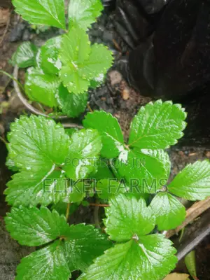 Exotic Grapes and Strawberries Seedlings for Sale