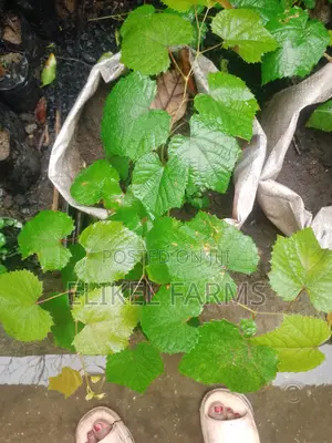 Exotic Grapes and Strawberries Seedlings for Sale