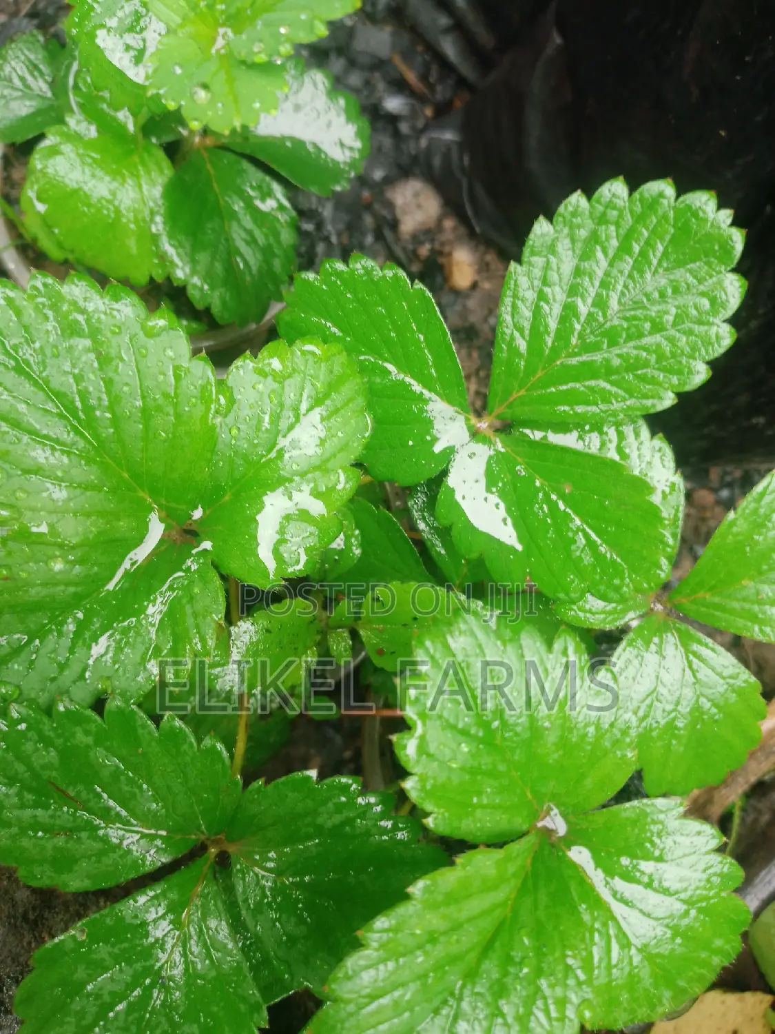 Exotic Grapes and Strawberries Seedlings for Sale