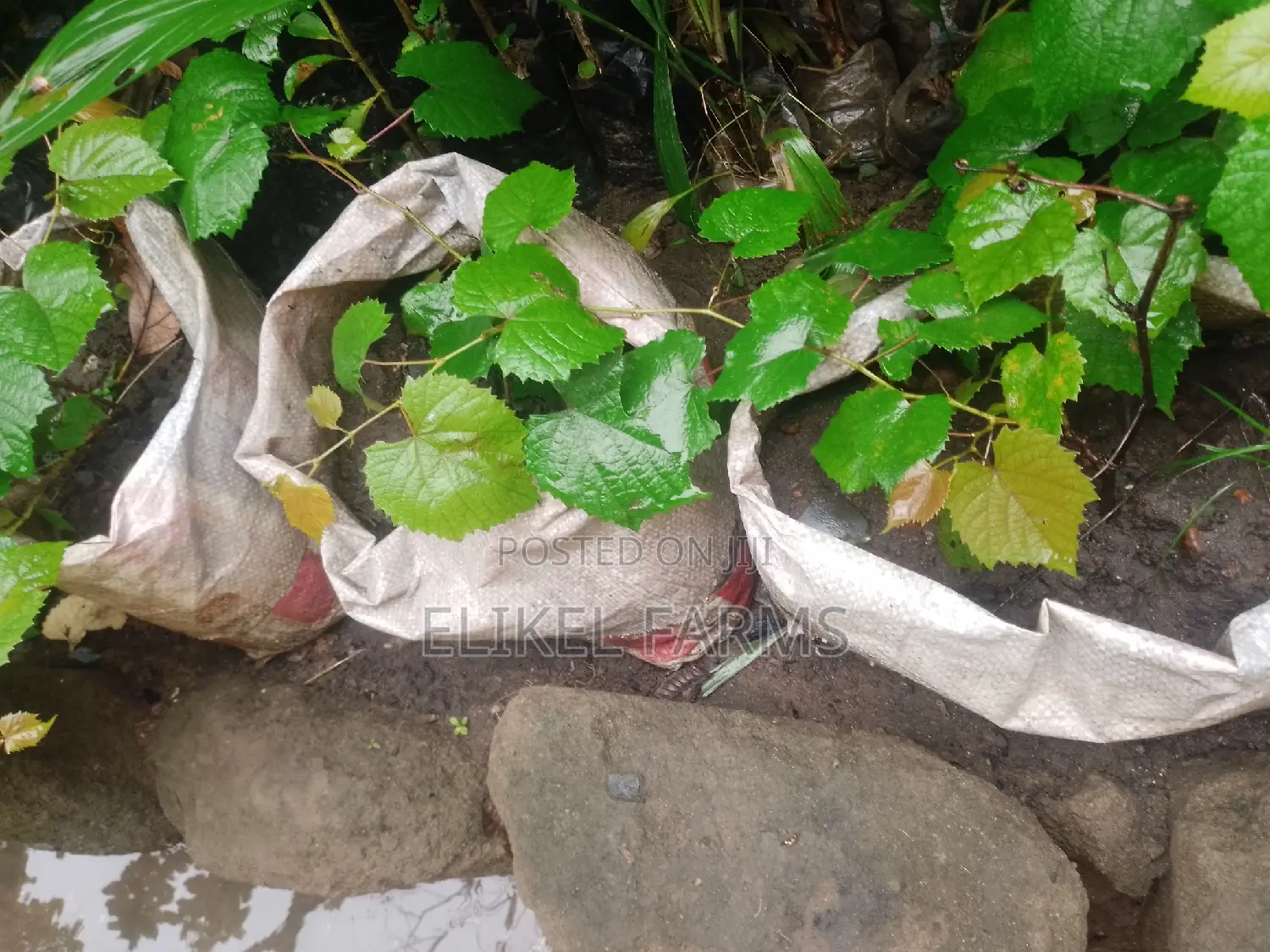 Exotic Grapes and Strawberries Seedlings for Sale
