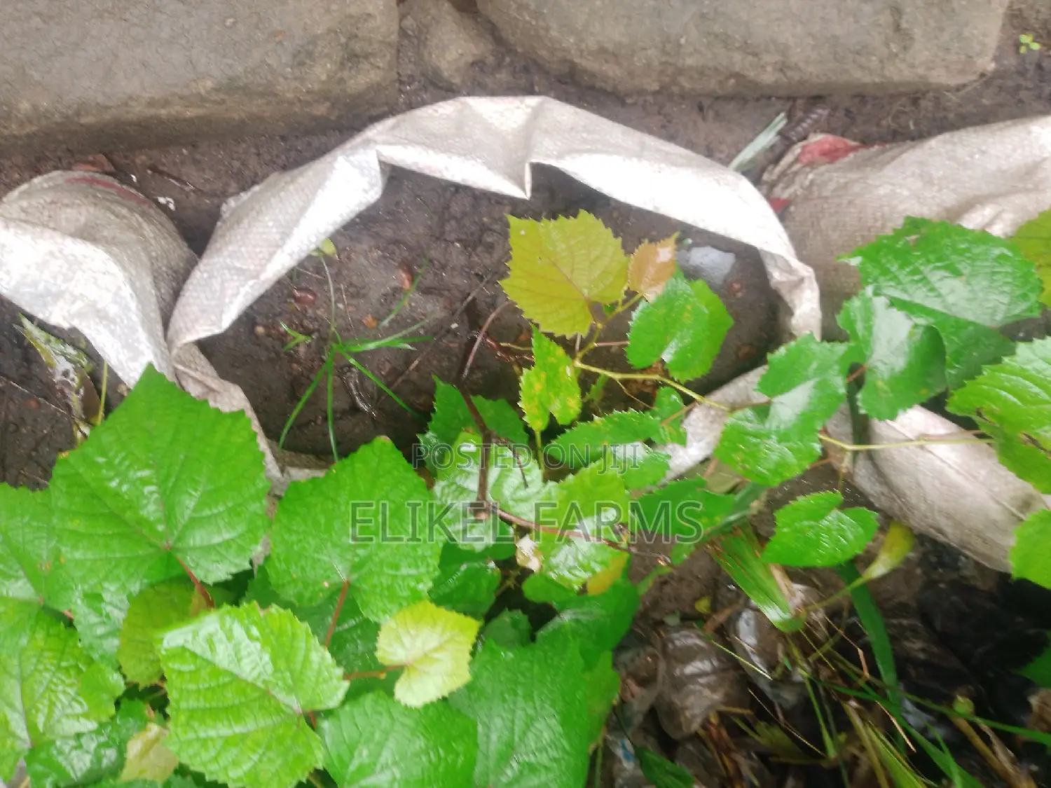 Exotic Grapes and Strawberries Seedlings for Sale
