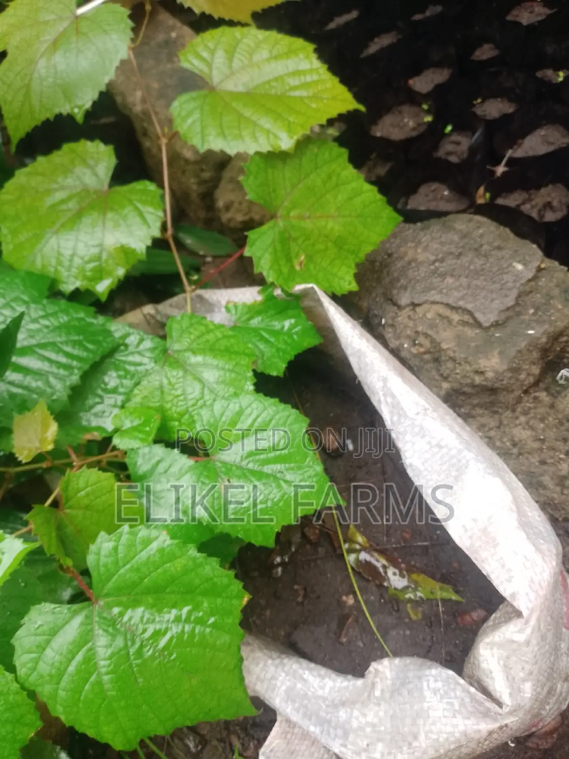 Exotic Grapes and Strawberries Seedlings for Sale