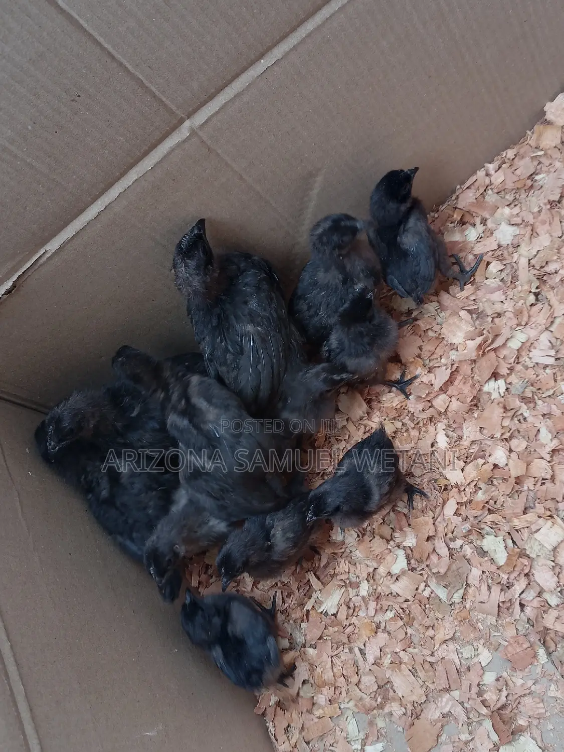 Ayam Cemani Chicks
