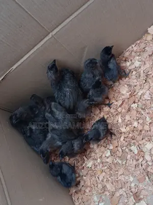 Ayam Cemani Chicks