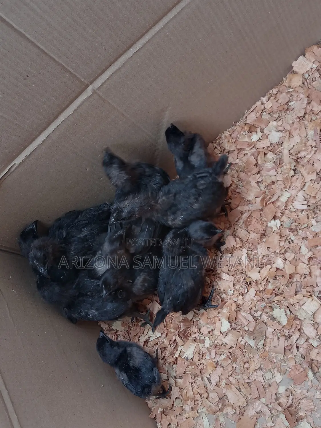 Ayam Cemani Chicks