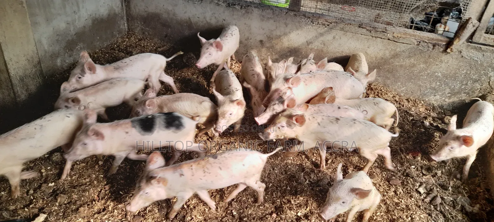 Pigs for Sale
