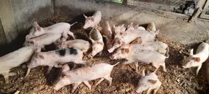 Pigs for Sale