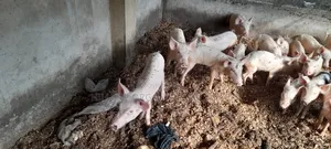 Pigs for Sale