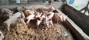 Pigs for Sale