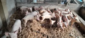 Pigs for Sale