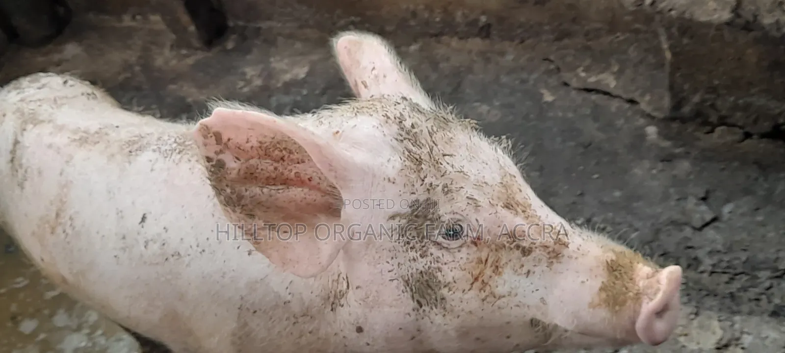 Pigs for Sale