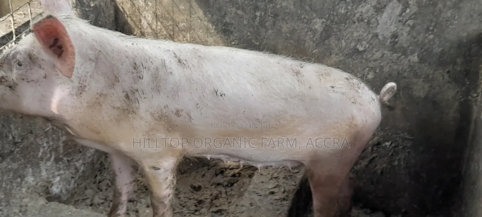 Pigs for Sale
