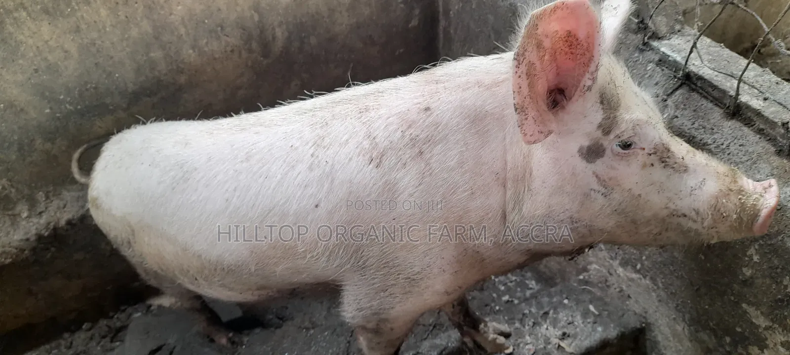 Pigs for Sale