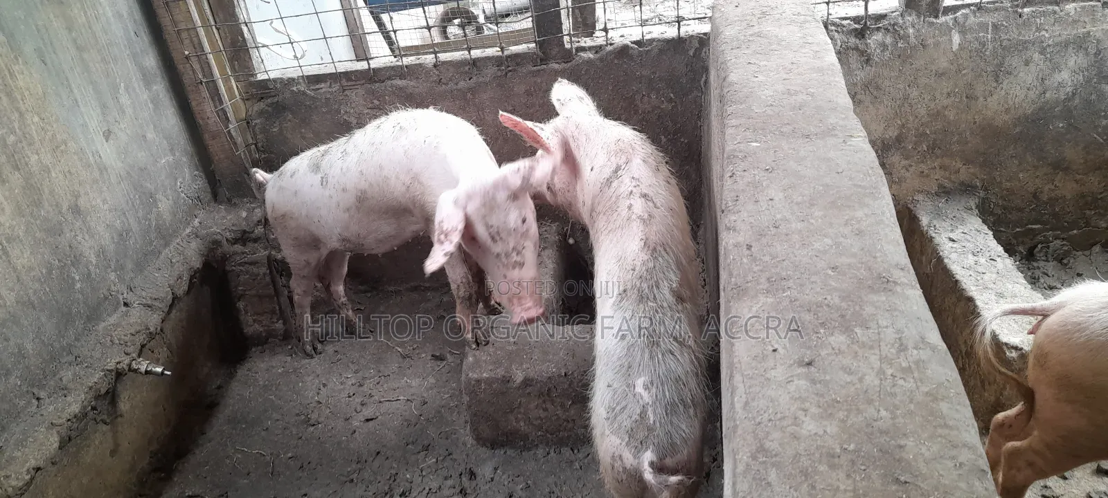 Pigs for Sale