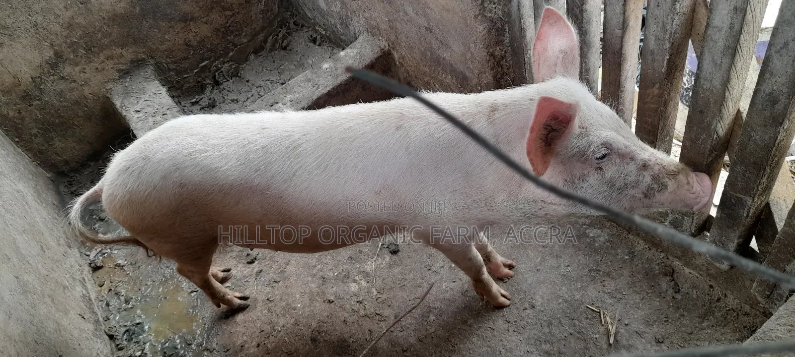 Pigs for Sale