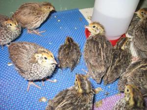 Quail Chicks(2 Weeks Old) in Ashaiman Municipal - Farm Animals, Ismail