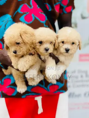 1-3 months Female Purebred Poodle
