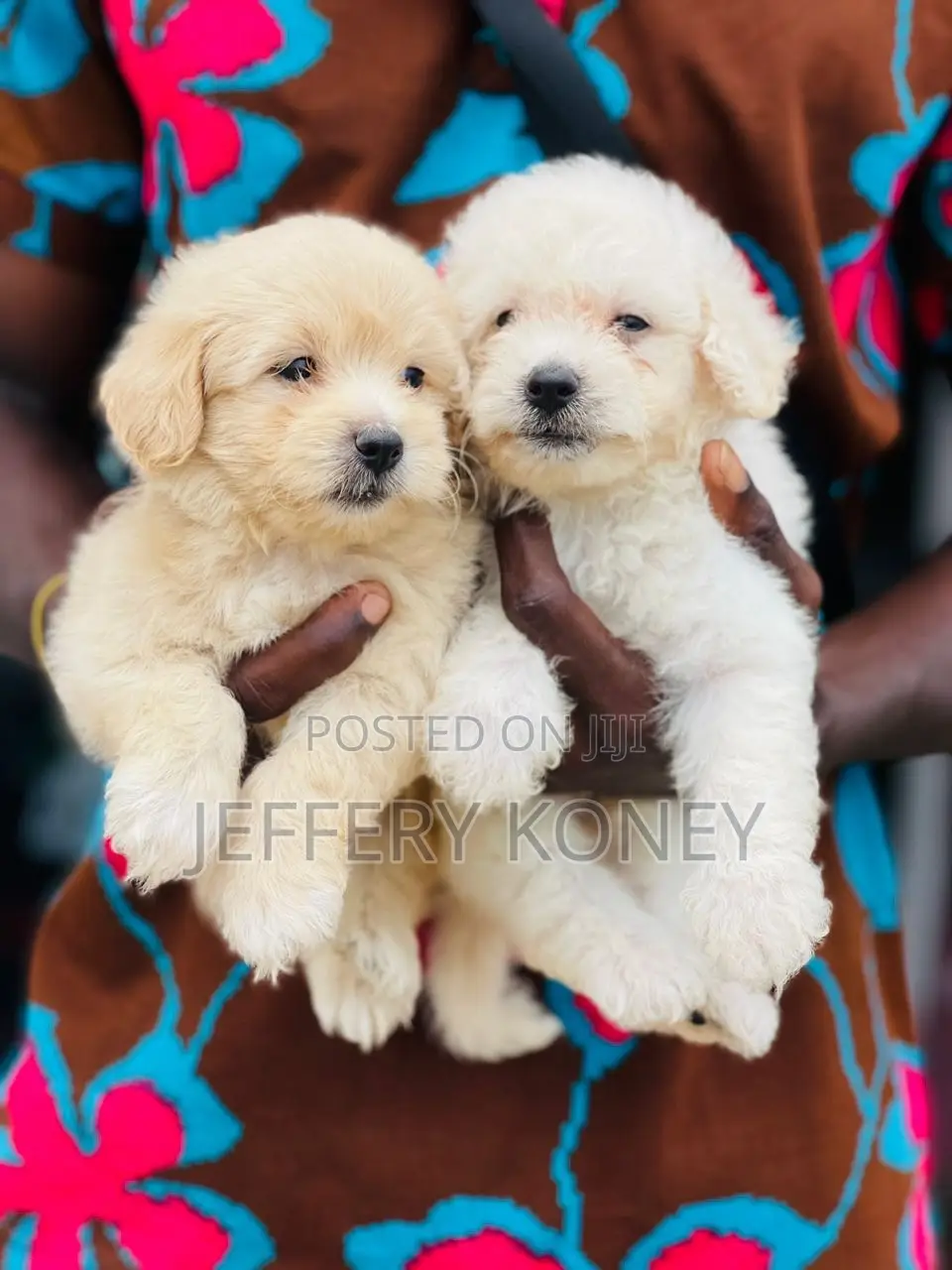 1-3 months Female Purebred Poodle