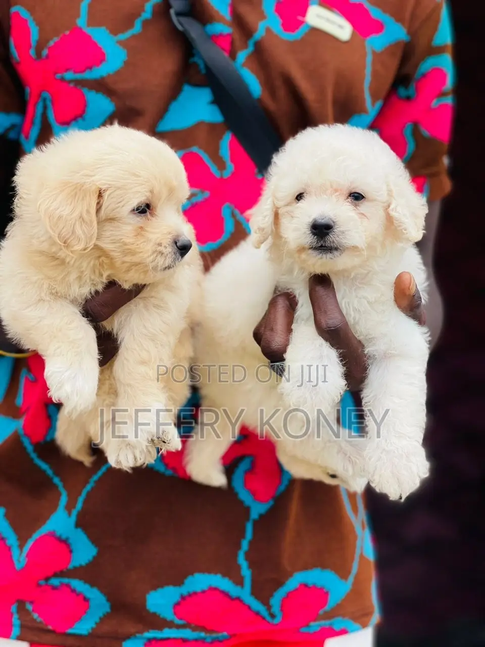 1-3 months Female Purebred Poodle