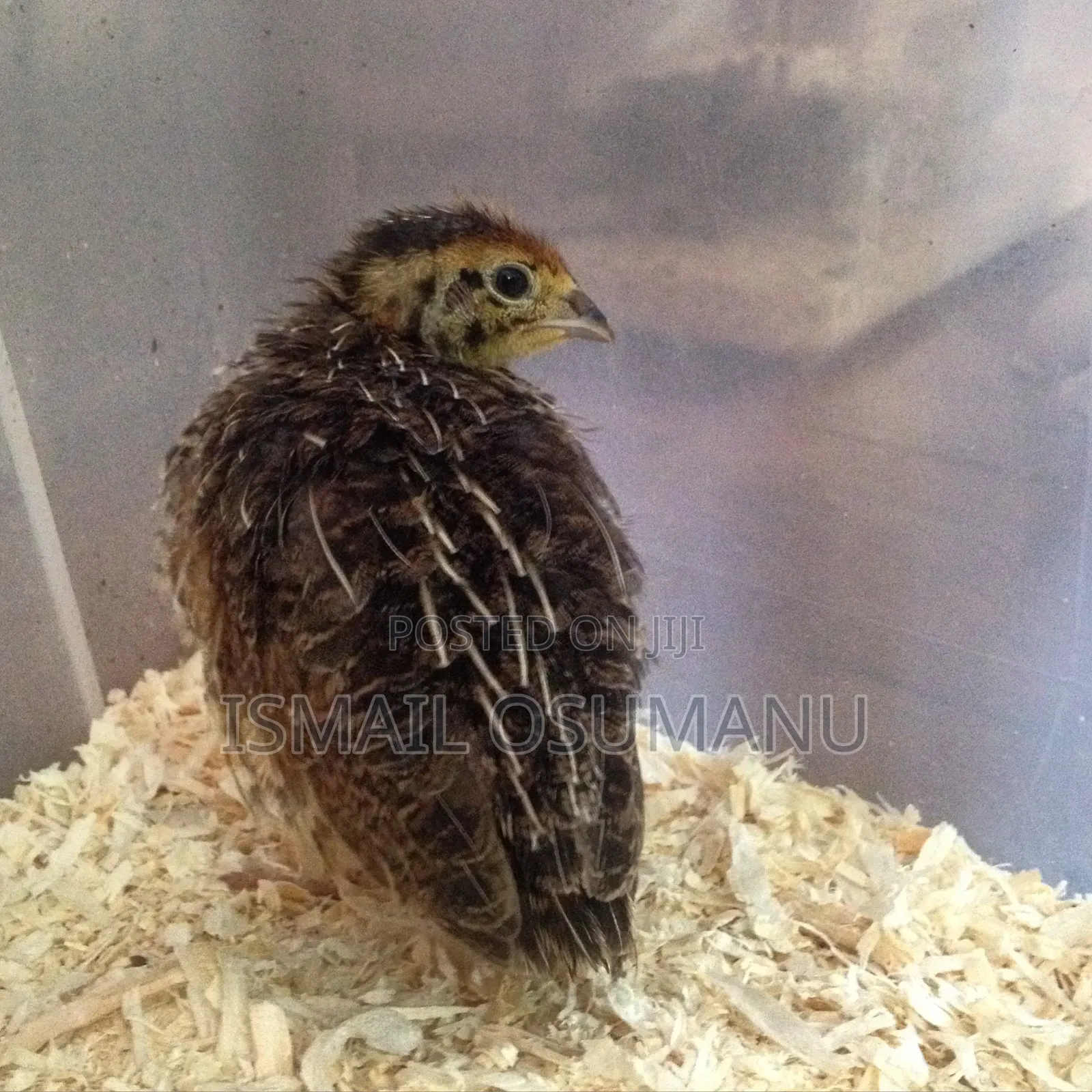 Quail Chicks(2 Weeks Old)