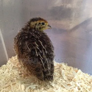 Quail Chicks(2 Weeks Old)