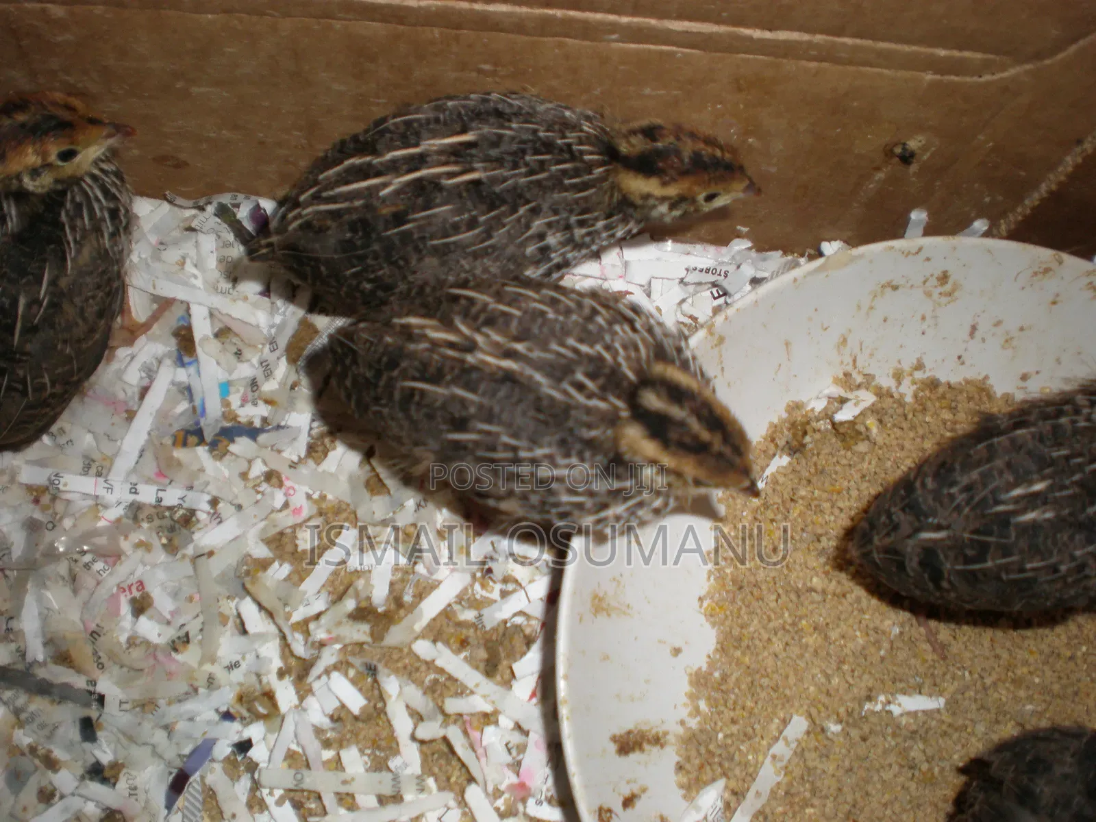 Quail Chicks(2 Weeks Old)