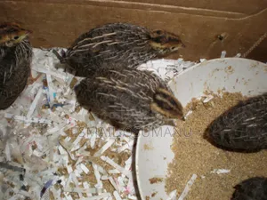 Quail Chicks(2 Weeks Old)