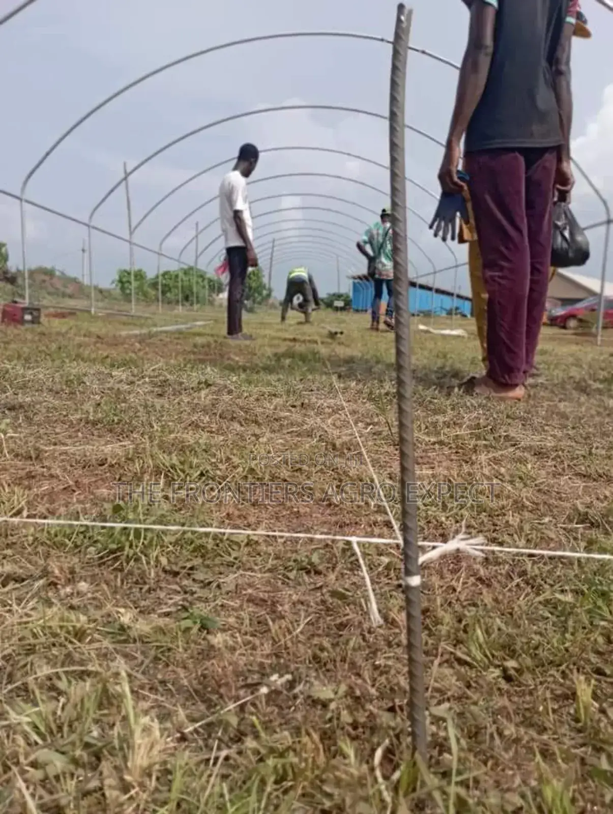 Vegetables Greenhouse