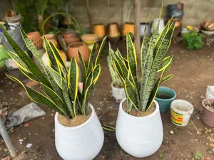 Flower Pot and Plant for Sale