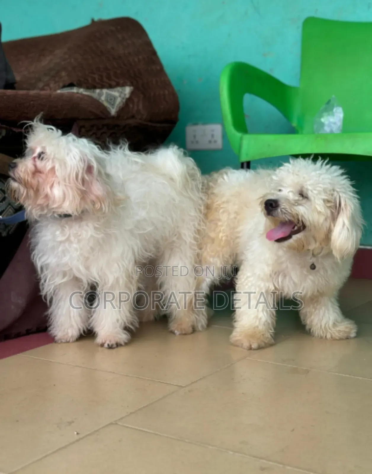 6-12 months Male Purebred Poodle