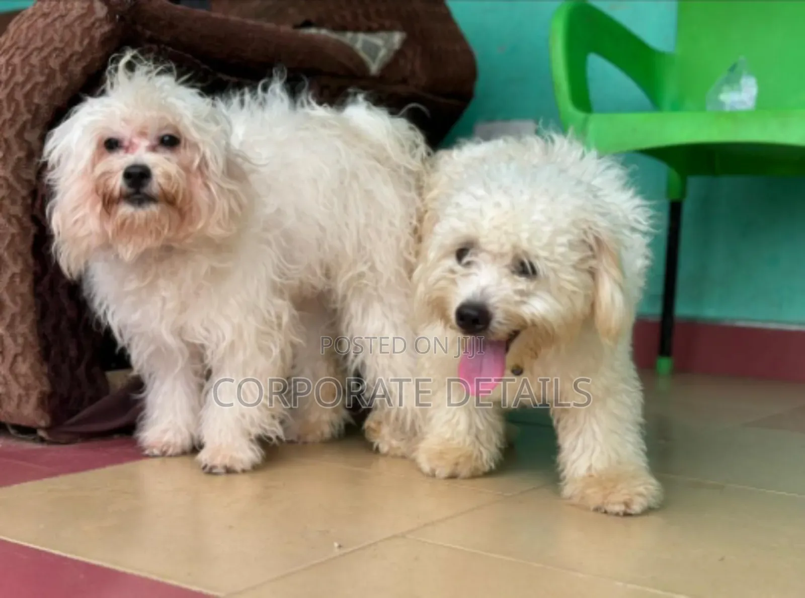 3-6 months Male Purebred Poodle