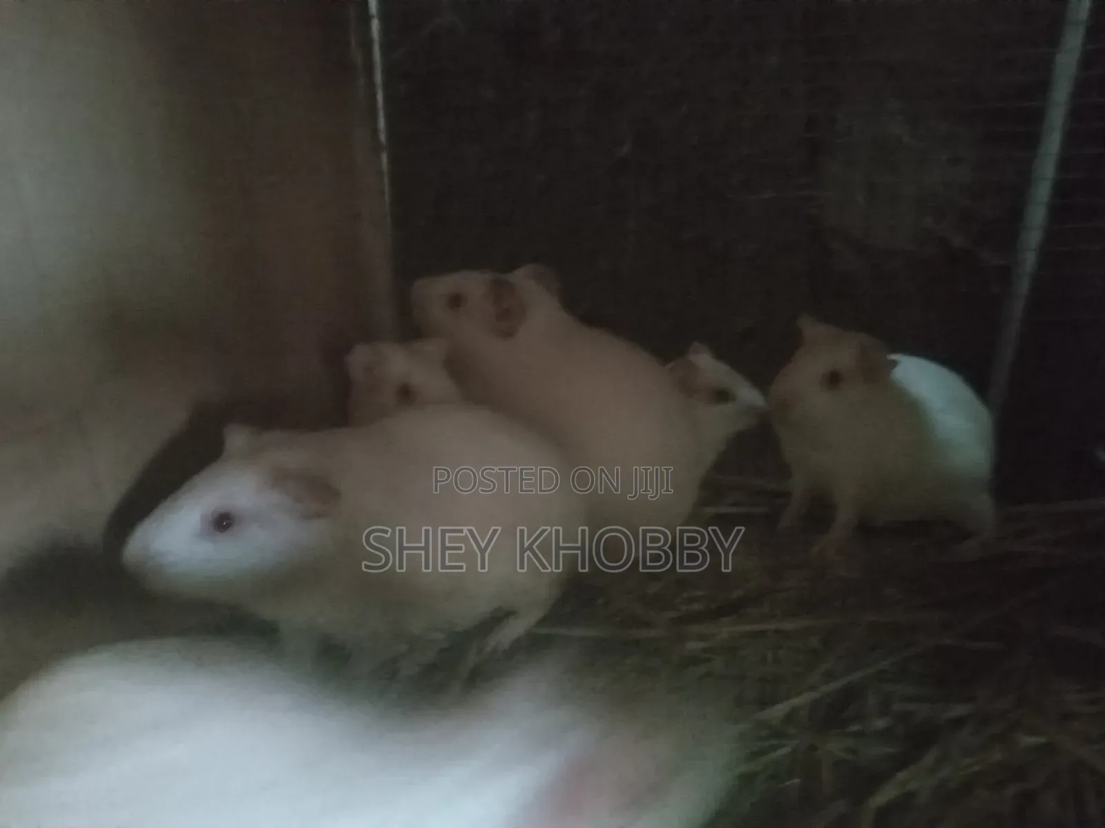 Guinea Pigs for Sale,Very Healthy for Breeding