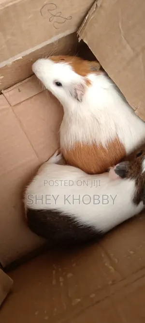 Guinea Pigs for Sale,Very Healthy for Breeding