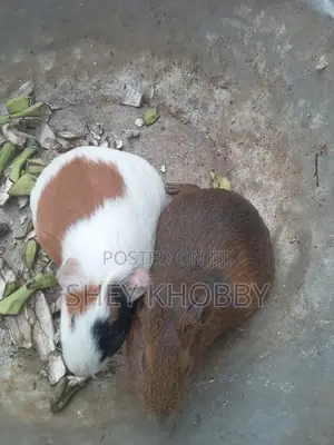 Guinea Pigs for Sale