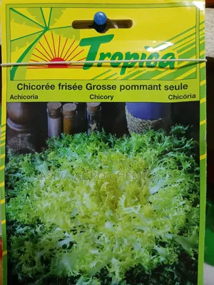 Chicory Seeds
