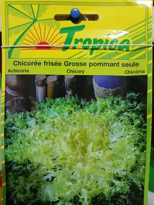 Chicory Seeds