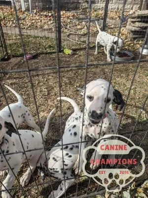 1-3 months Female Purebred Dalmatian