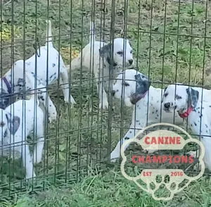 1-3 months Female Purebred Dalmatian