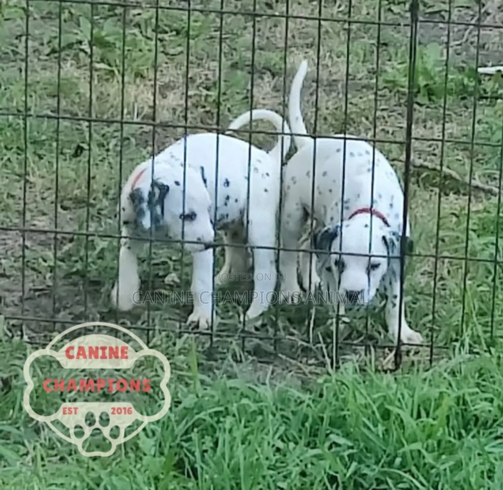 1-3 months Female Purebred Dalmatian