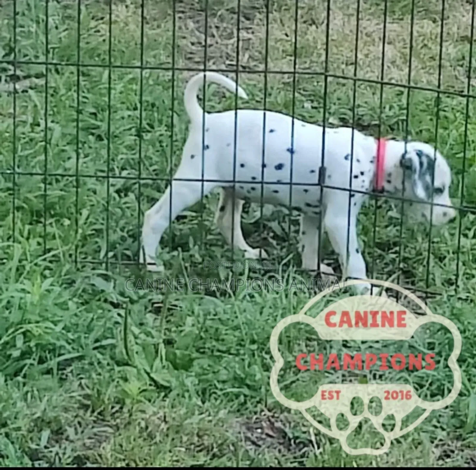 1-3 months Female Purebred Dalmatian