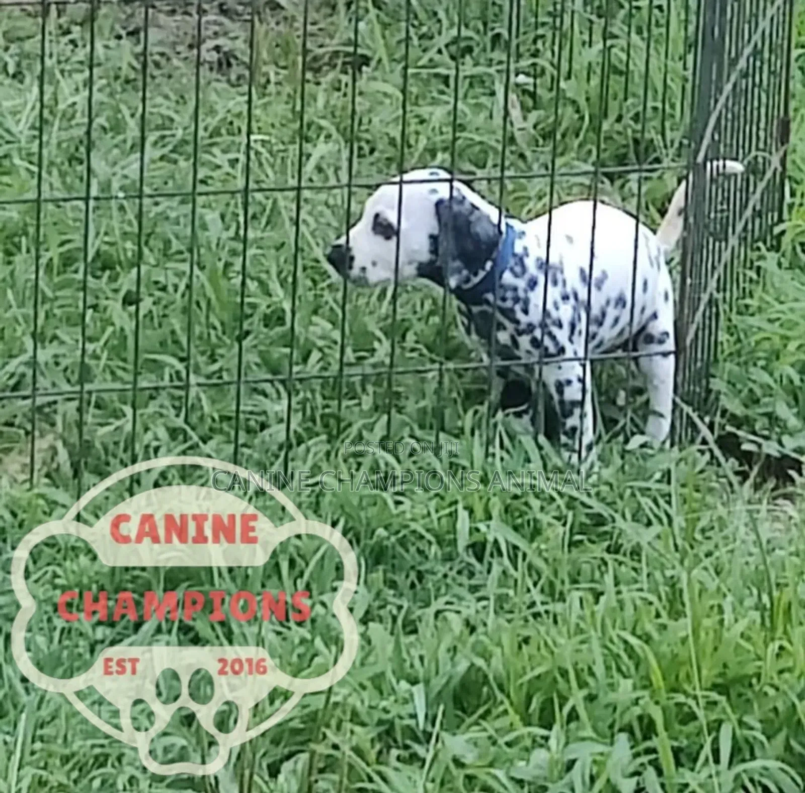 1-3 months Female Purebred Dalmatian