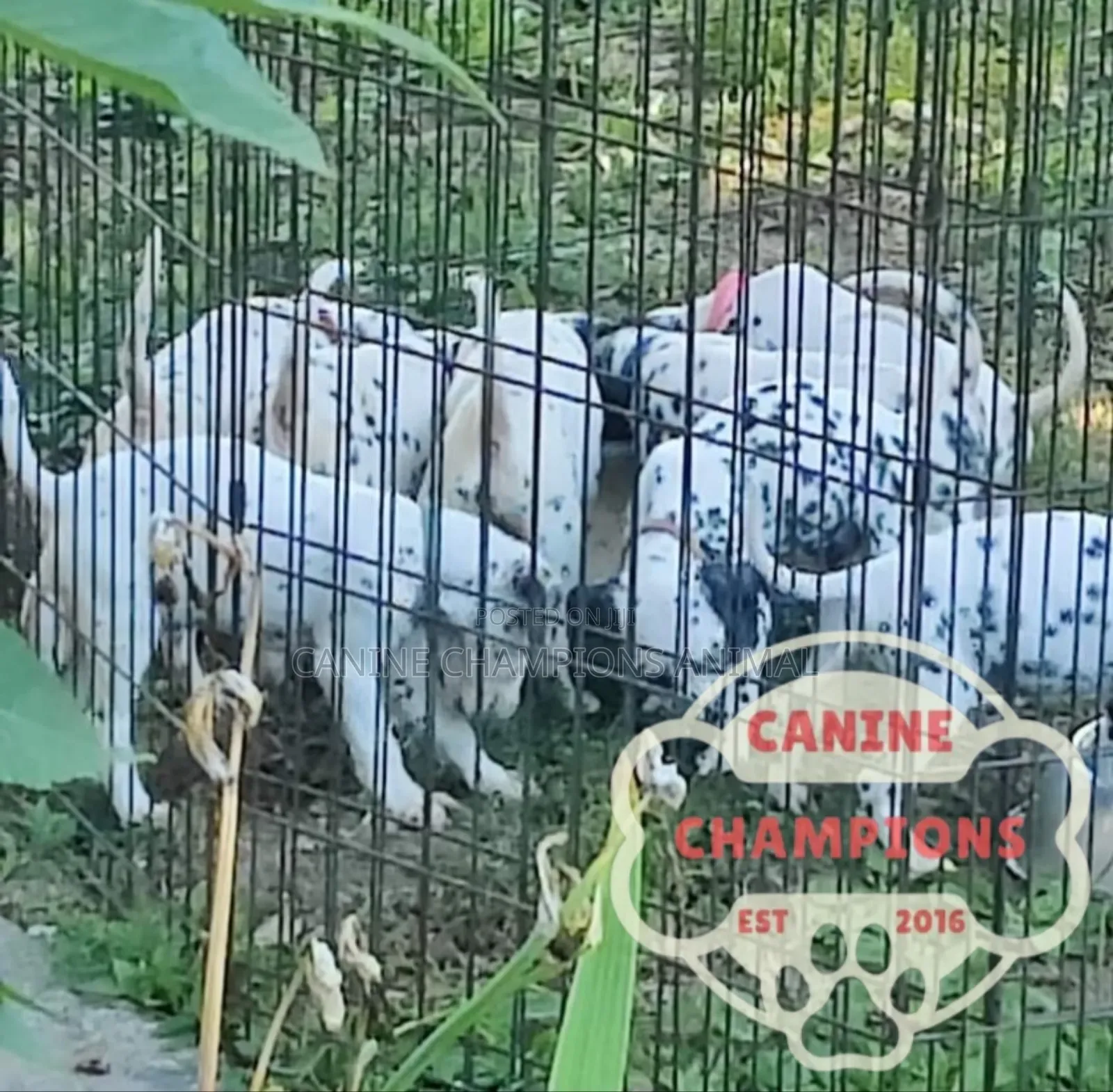 1-3 months Female Purebred Dalmatian