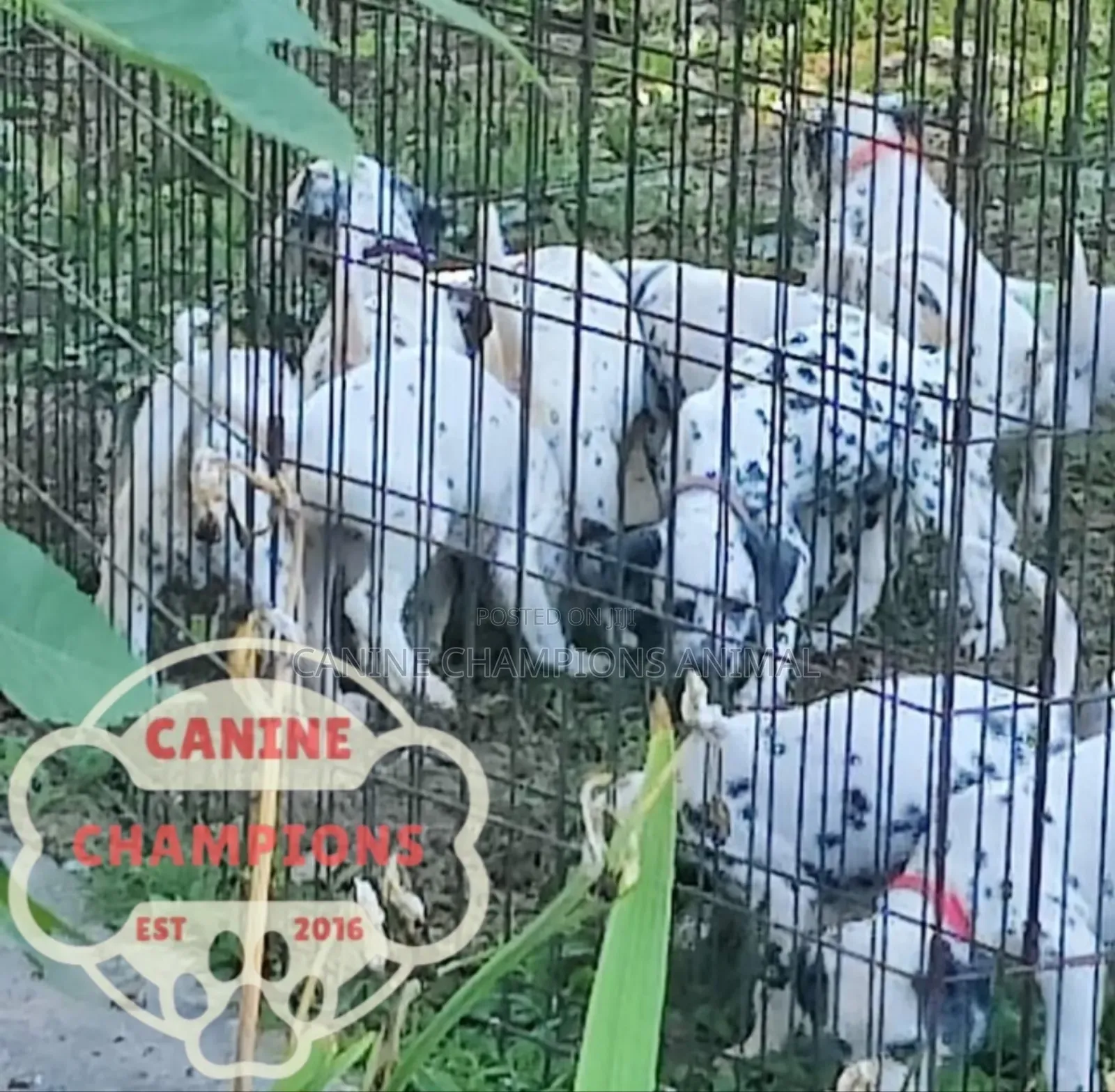 1-3 months Female Purebred Dalmatian