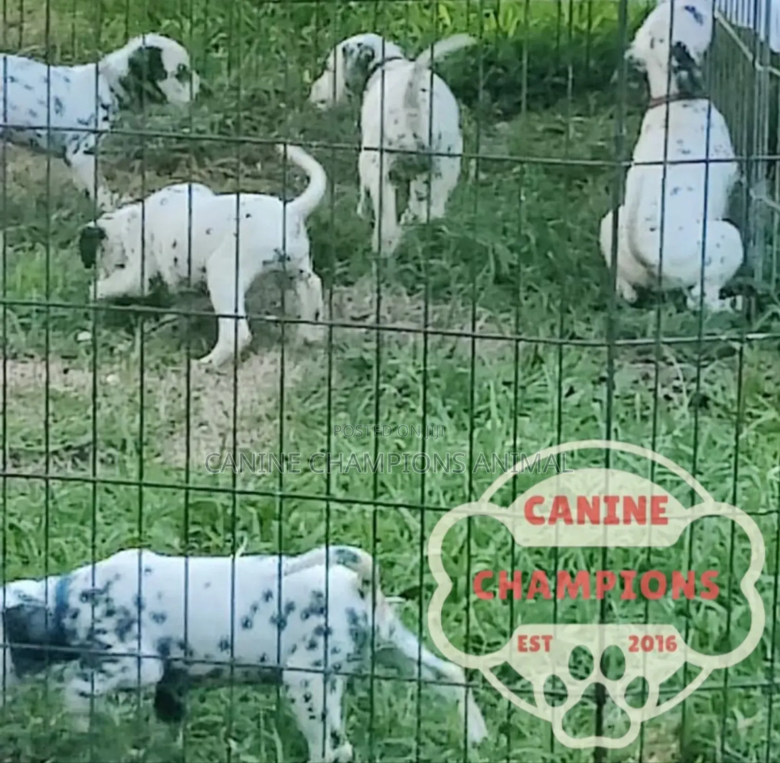1-3 months Female Purebred Dalmatian