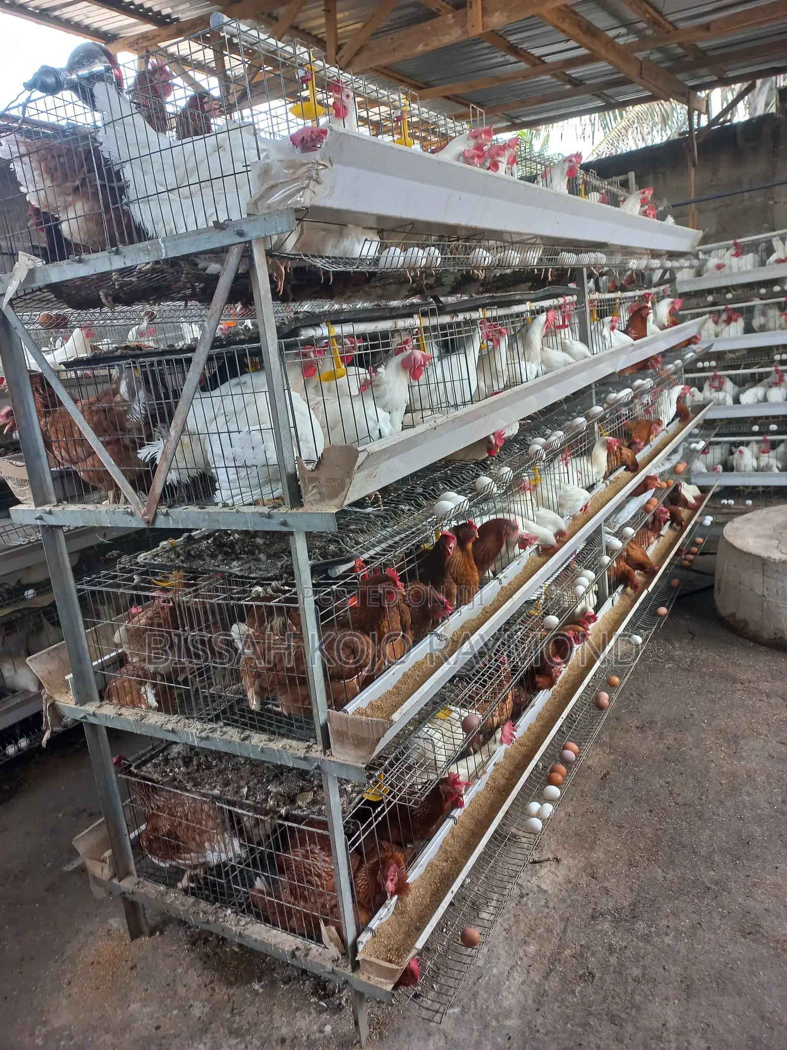 Battery Cage